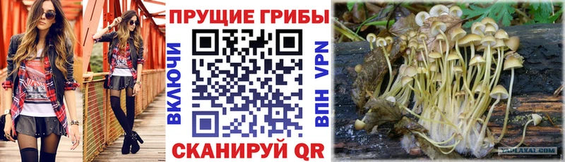 Псилоцибиновые грибы Psilocybe  Новоаннинский 